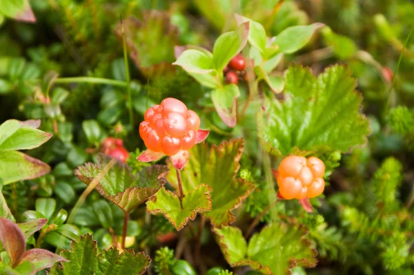 stock image Cloudberry