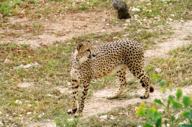 Gepard