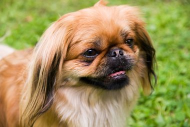 Pekines