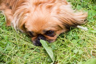 Pekines