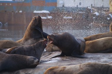 Sea lions. clipart