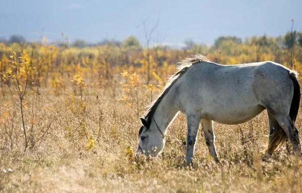 軽種馬 — ストック写真