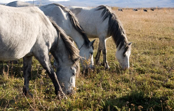 Pastoreo de caballos en el prado —  Fotos de Stock
