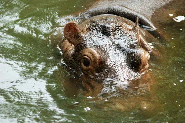 Hipopotamus — Zdjęcie stockowe