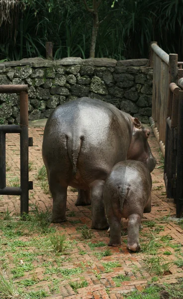 Hipopótamo familiar — Foto de Stock