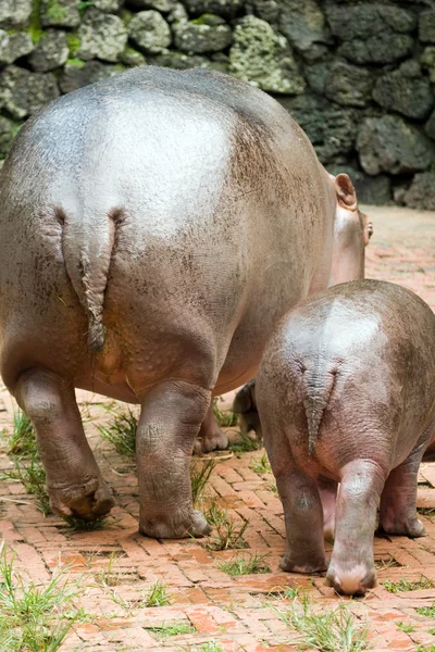 Hipopótamo familiar —  Fotos de Stock