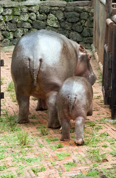 Familie nijlpaard — Stockfoto