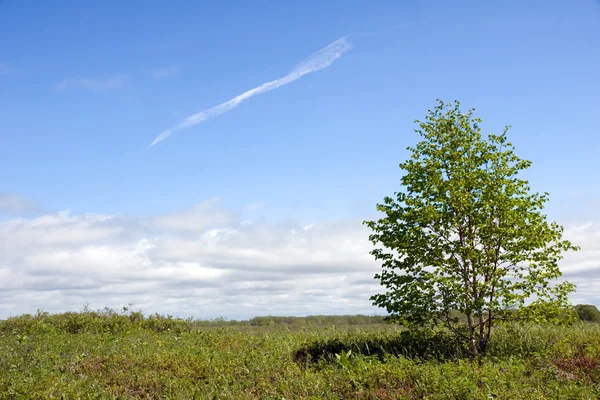 Árbol en un campo — Foto de Stock