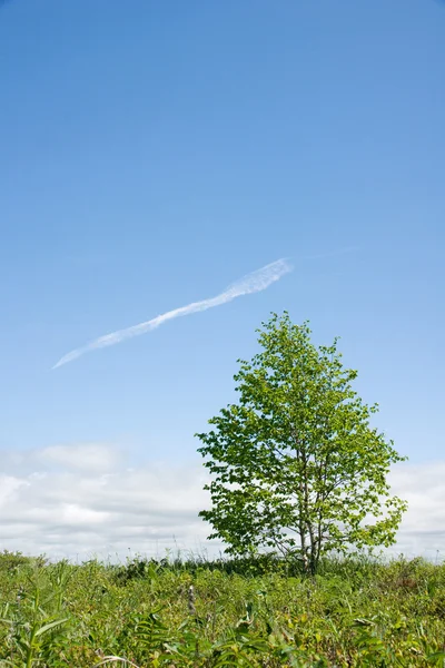 stock image Tree in a field