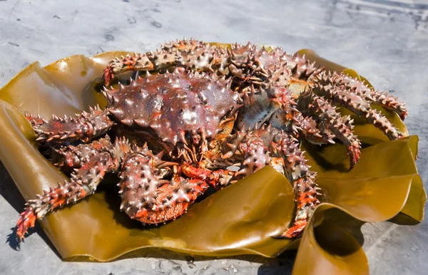 Crab (Paralithodes brevipes (Miln - Edwards et Lucas) — Stock Photo, Image