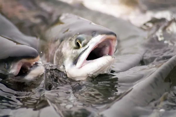 Нерестовый лосось — стоковое фото