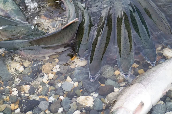 Somon balığı yumurtlama — Stok fotoğraf