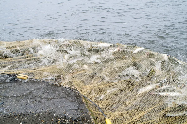 Połowów łososia — Zdjęcie stockowe