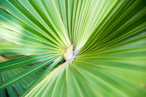 Stock image Palm tree leaf