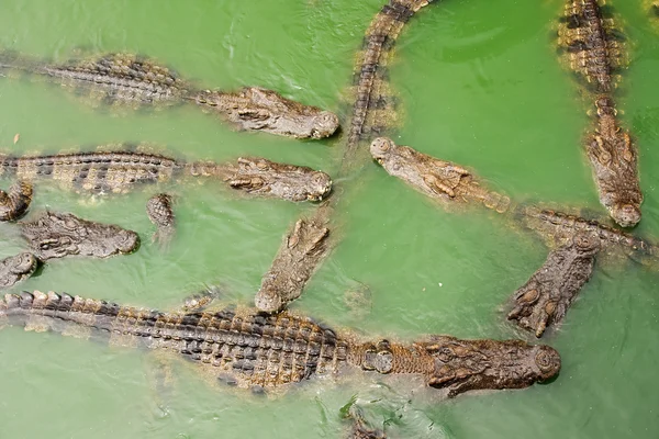 Crocodilos — Fotografia de Stock