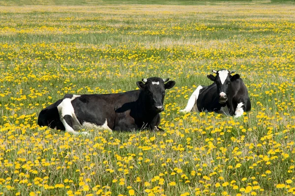Grazende koeien — Stockfoto
