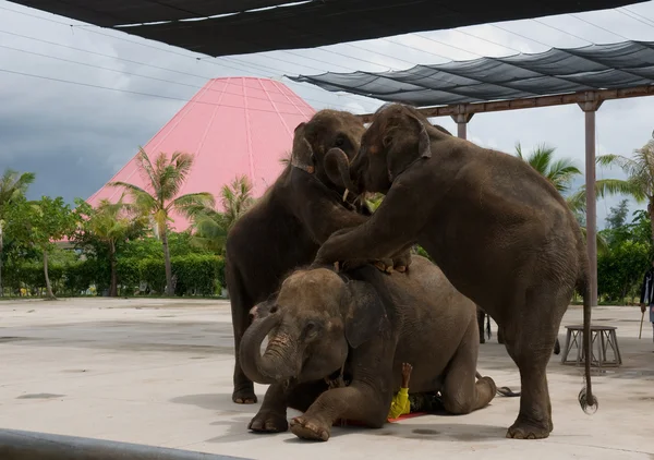 Üç filler — Stok fotoğraf