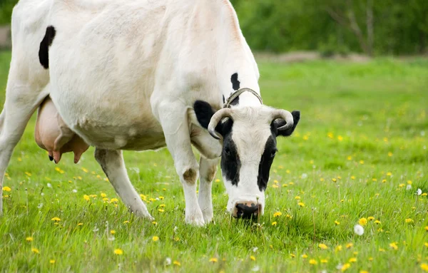 Kor som betar — Stockfoto