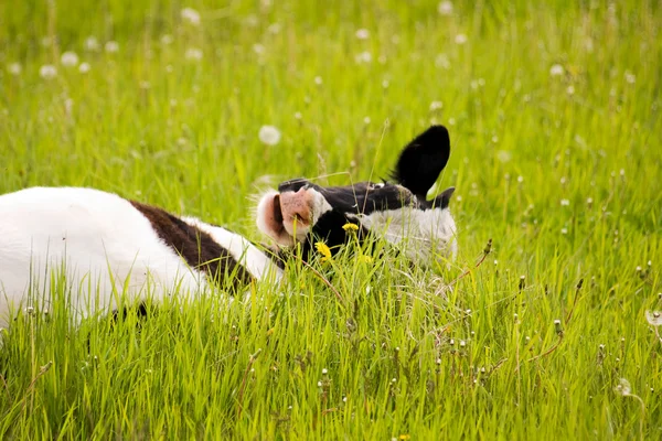 Buzağı grazes — Stok fotoğraf