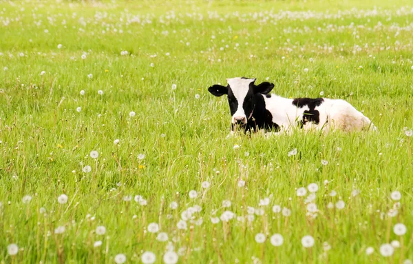 小牛吃草 — 图库照片