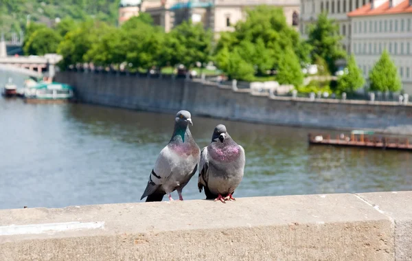 stock image Together