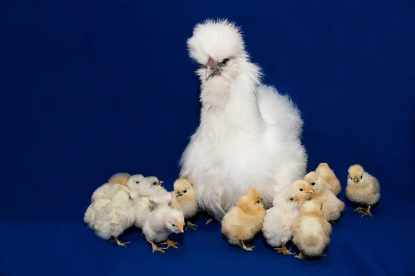 Курица с курами — стоковое фото