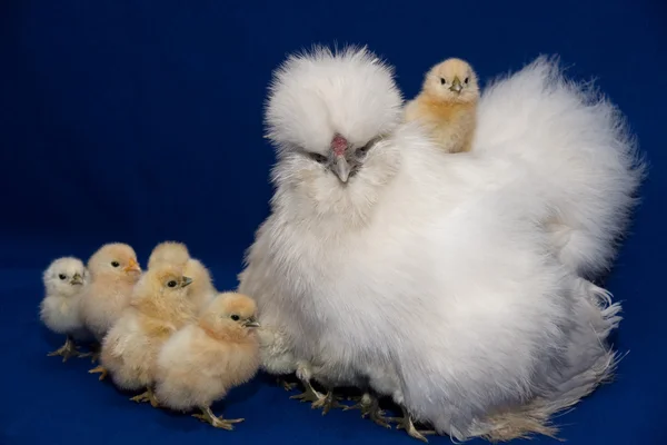 Poules aux poulets — Photo