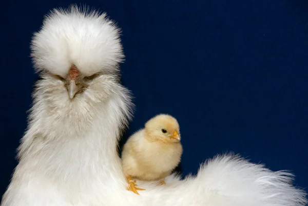 Курица с курами — стоковое фото