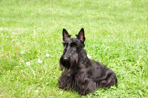 Terrier scozzese — Foto Stock