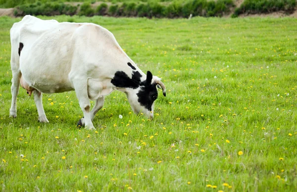 Grazende koeien — Stockfoto