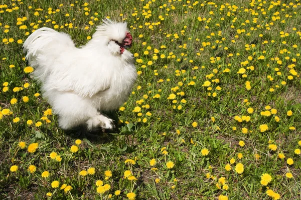 Beyaz horoz — Stok fotoğraf