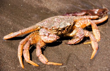 Crab (Erimacrus isenbeckii ) clipart