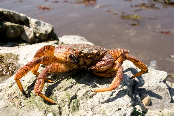 Crab (Erimacrus isenbeckii ) — Stock Photo, Image