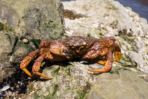 Crab (Erimacrus isenbeckii ) — Stock Photo, Image
