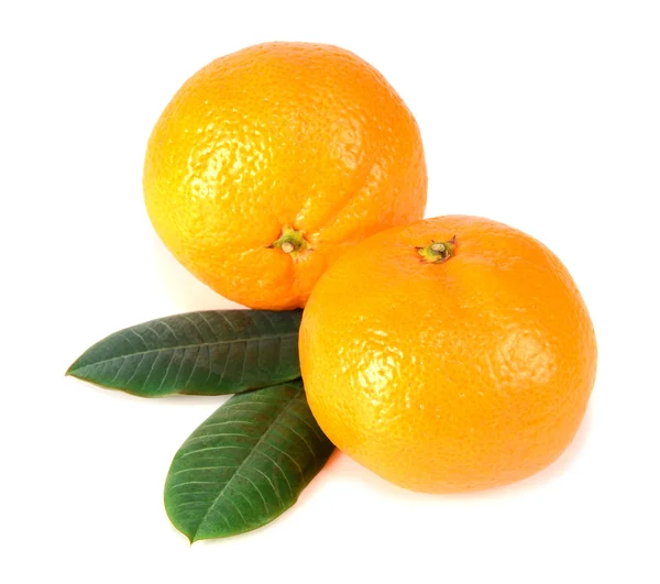 Mandarino con foglie verdi — Foto Stock