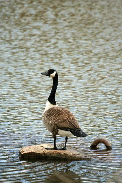 Canadian goose on a lake — Stock Photo, Image