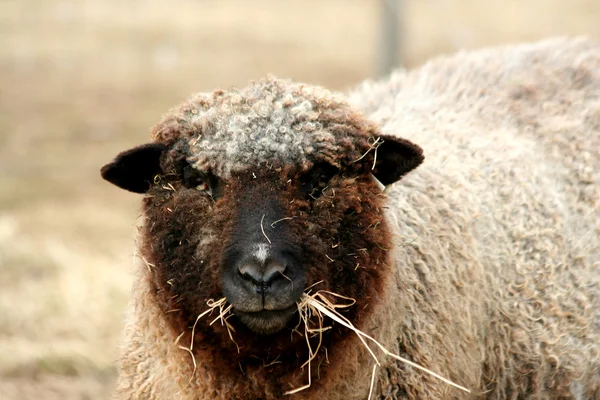 Pascolo di pecore in un campo — Foto Stock