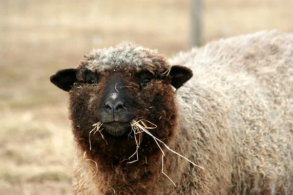 Pascolo di pecore in un campo — Foto Stock