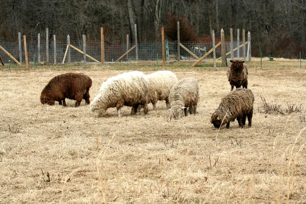 Πρόβατα που βόσκουν σε ένα πεδίο — Φωτογραφία Αρχείου