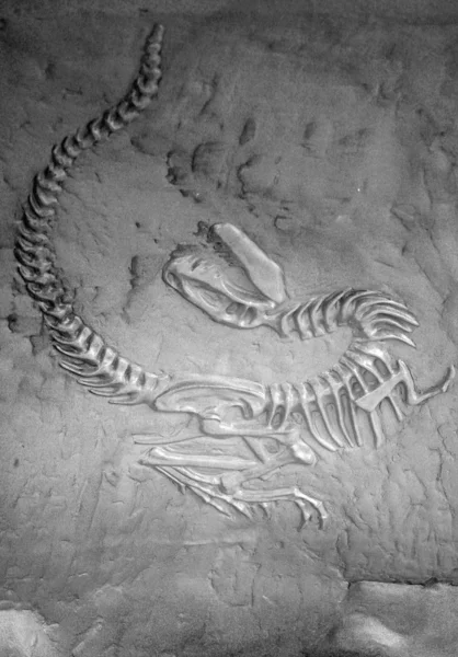 Dinozor fosili Stok Resim