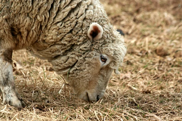 Πρόβατα που βόσκουν σε ένα πεδίο — Φωτογραφία Αρχείου