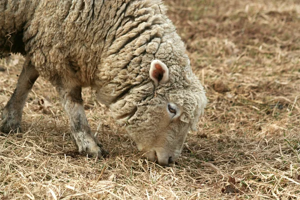 Wypasu owiec w polu — Zdjęcie stockowe