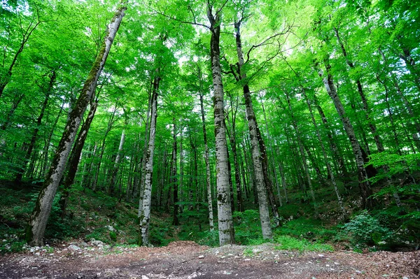 Ljusa gröna skogen — Stockfoto