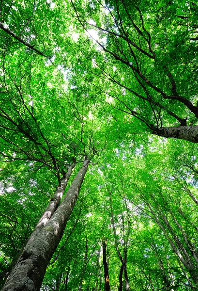 Ljus ljus grön skog — Stockfoto