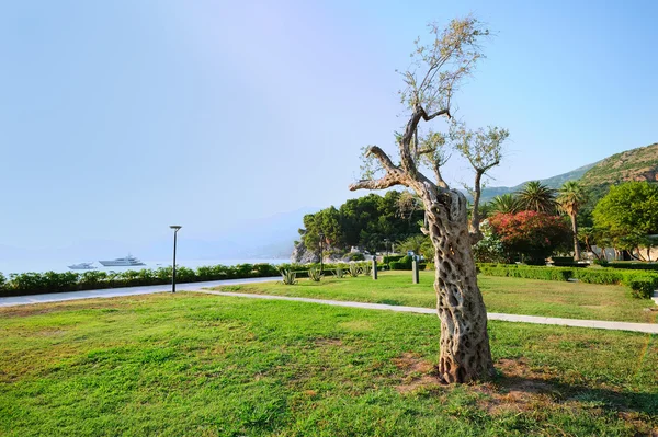 Пейзаж с оливковым деревом — стоковое фото
