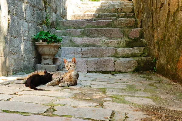 Kedi ve yavru kedi — Stok fotoğraf
