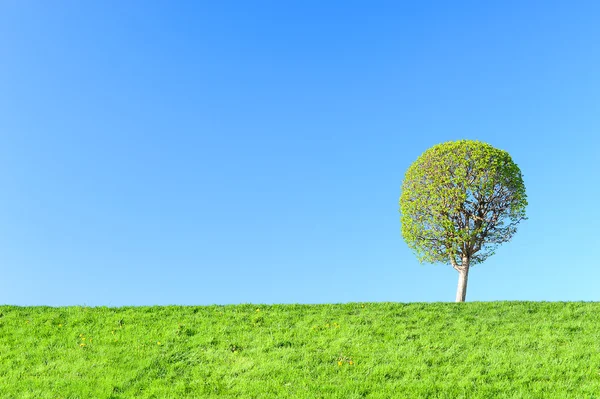 Junger grüner Baum im Frühling — Stockfoto
