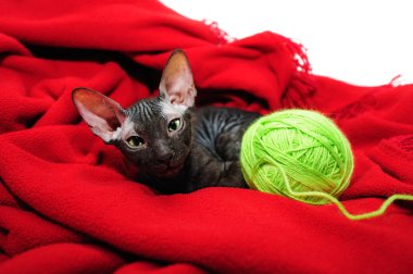 Sphynx kittenSphynx kedi yavrusu