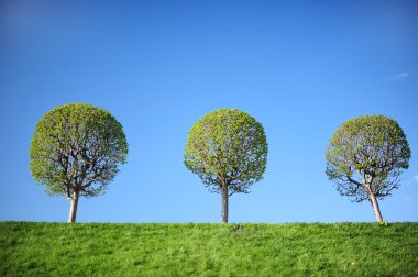 Three young trees clipart