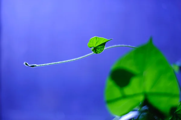 stock image Young plant